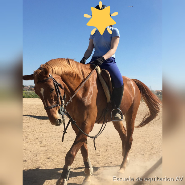 Caballo de Deporte Español (CDE)