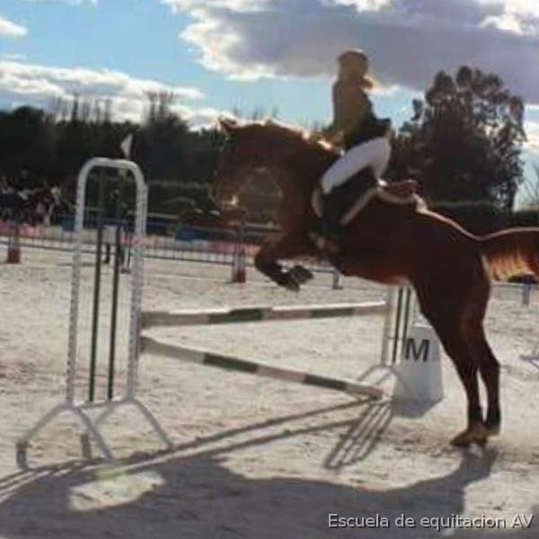 Caballo de Deporte Español (CDE) {TYPE}