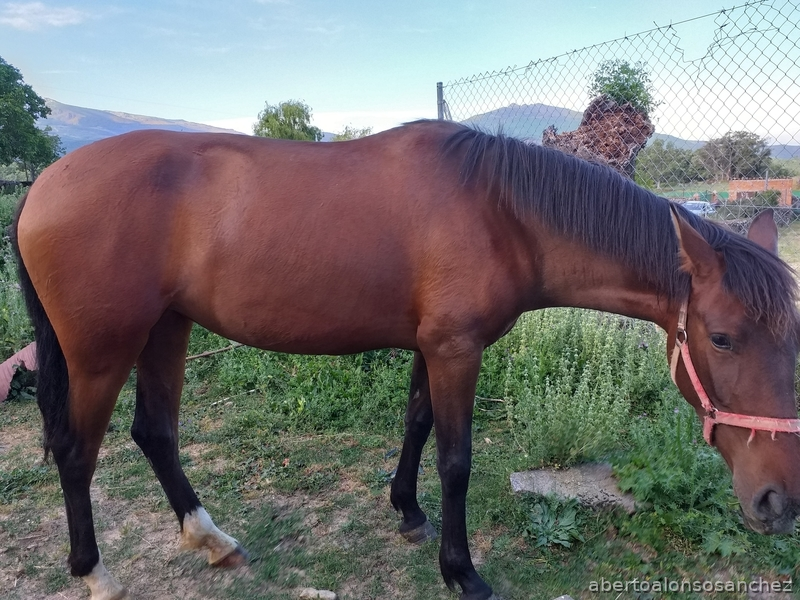 Caballos Pura Raza Española (P.R.E.) Pura Raza Española - Vendo llegua española
