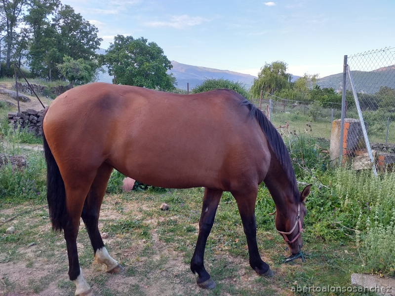 Vendo llegua española - Caballos Pura Raza Española (P.R.E.) Pura Raza Española