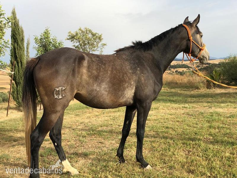 GANADERIA CABALLOS ANGLOARABES in 