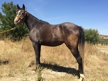 GANADERIA CABALLOS ANGLOARABES
