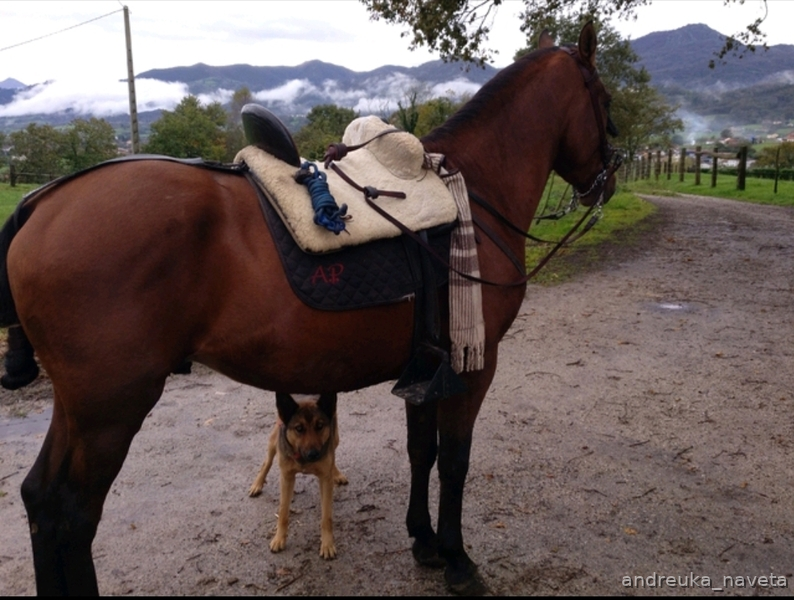 Caballos Enteros PRE - Potro domado muy muy noble 