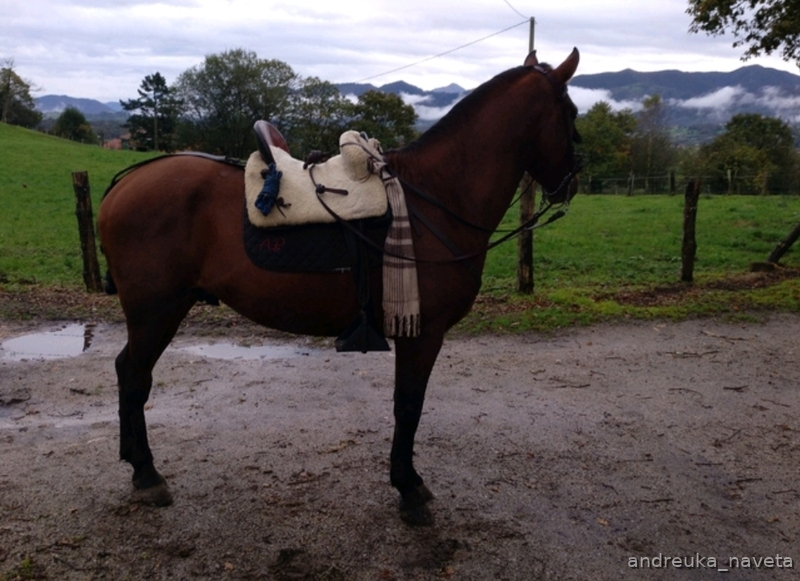 Potro domado muy muy noble  - Caballos Enteros PRE