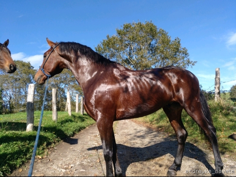 Potro domado muy muy noble  - Caballos Enteros