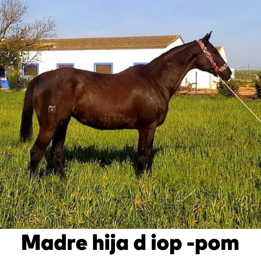 Potros EMPTY - Potro AngloArabe de la prestigiosa ganadería Isabel de Arrocha