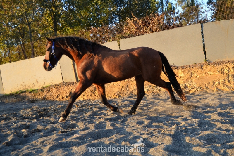 CABALLO P.R.E 4 AÑOS in 