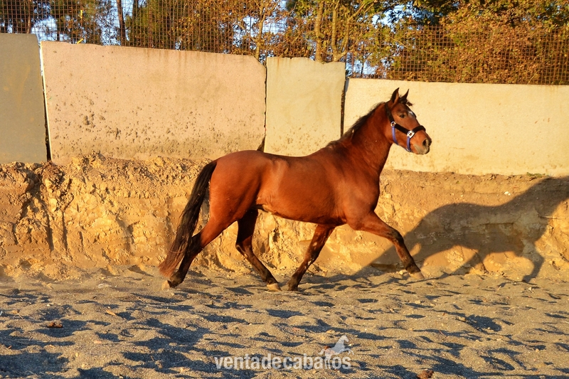 Caballos Pura Raza Española (P.R.E.) Pura Raza Española - CABALLO P.R.E 4 AÑOS