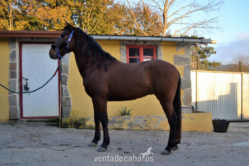 CABALLO P.R.E 4 AÑOS - Caballos Pura Raza Española (P.R.E.) Pura Raza Española