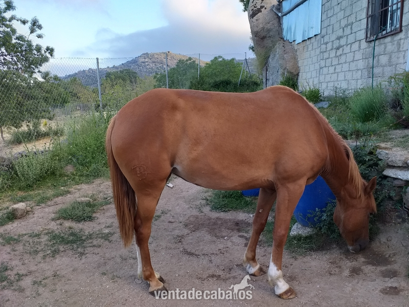Cruzado {TYPE}