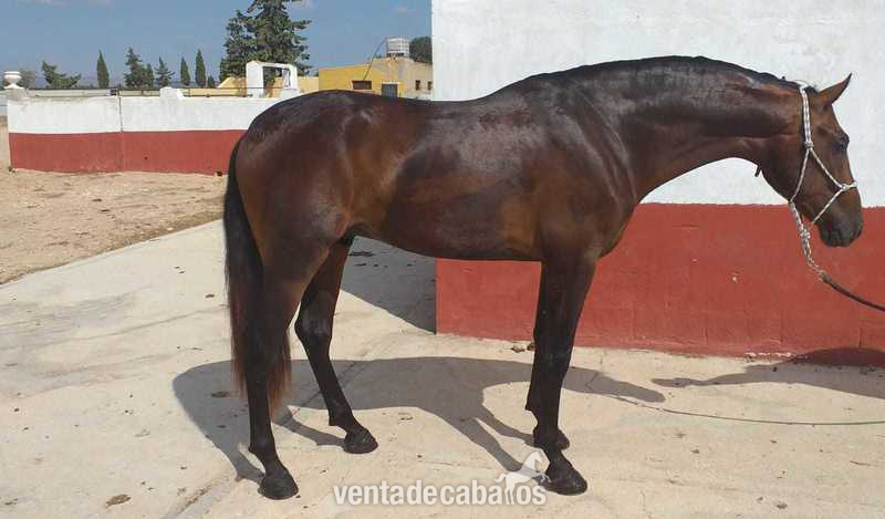 Caballos Pura Raza Española (P.R.E.) Pura raza española  - Potro línea escalera