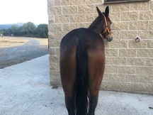 Vendo mulo enganchado