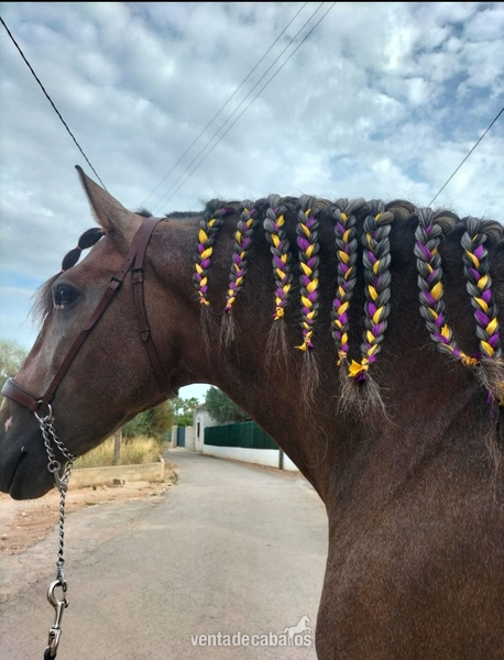 Caballos Pura Raza Española (P.R.E.) Pre  - Plaza de armas