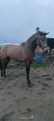 Potro bayo lusitano in 