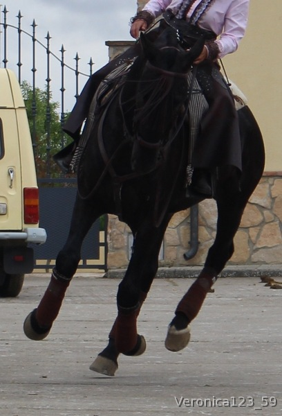 SE VENDE CABALLO NEGRO PURA SANGRE LUSITANO in 