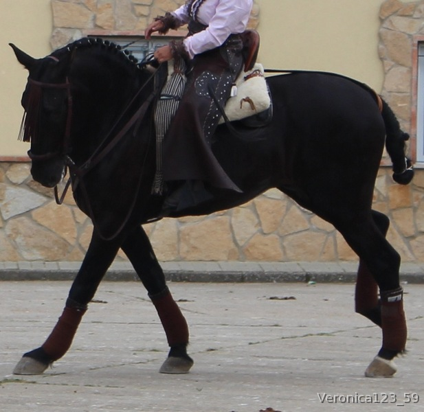Lusitano