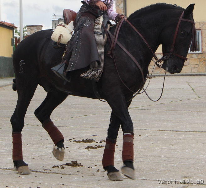 Lusitano {TYPE}
