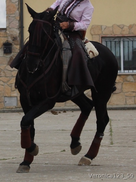 Caballos Capados Lusitano - SE VENDE CABALLO NEGRO PURA SANGRE LUSITANO