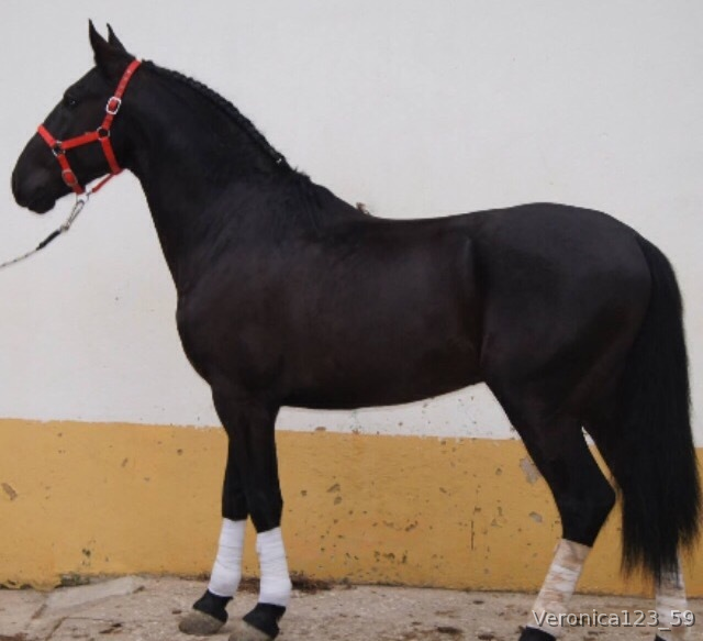 SE VENDE CABALLO NEGRO PURA SANGRE LUSITANO - Caballos Capados Lusitano