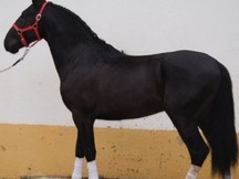 SE VENDE CABALLO NEGRO PURA SANGRE LUSITANO