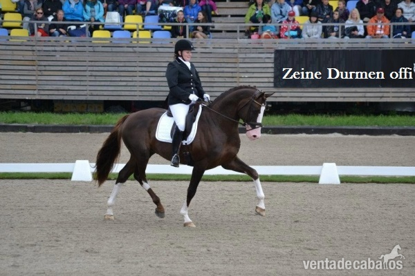 Holstien