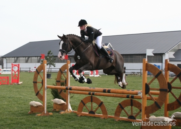 Holstien {TYPE}