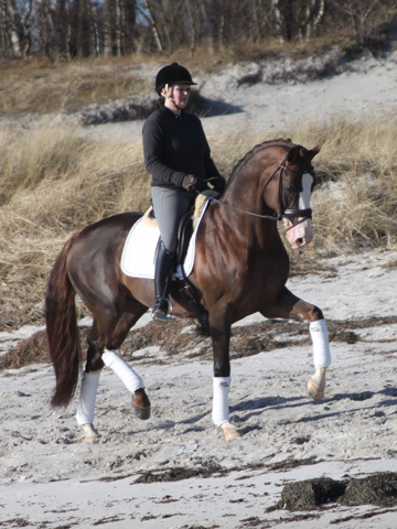 Caballos Capados Holstien - Hermoso Castrado Holstein Marrón