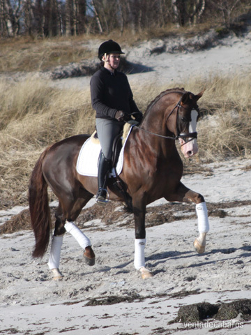 Caballos Capados Holstien - Hermoso Castrado Holstein Marrón