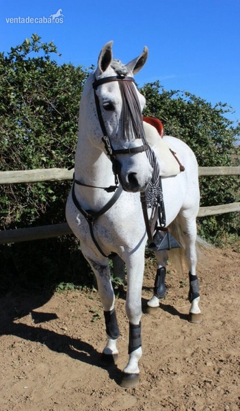 Hispano-Arabe