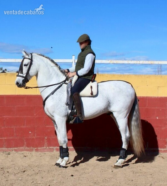 Hispano-Arabe {TYPE}
