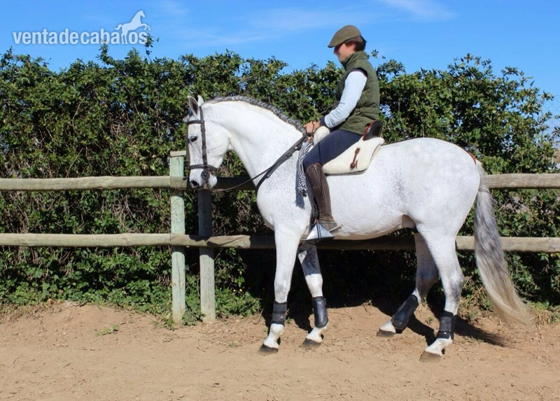 Caballo Hispano Árabe Hispano-Arabe - Se vende hispano-árabe excepcional