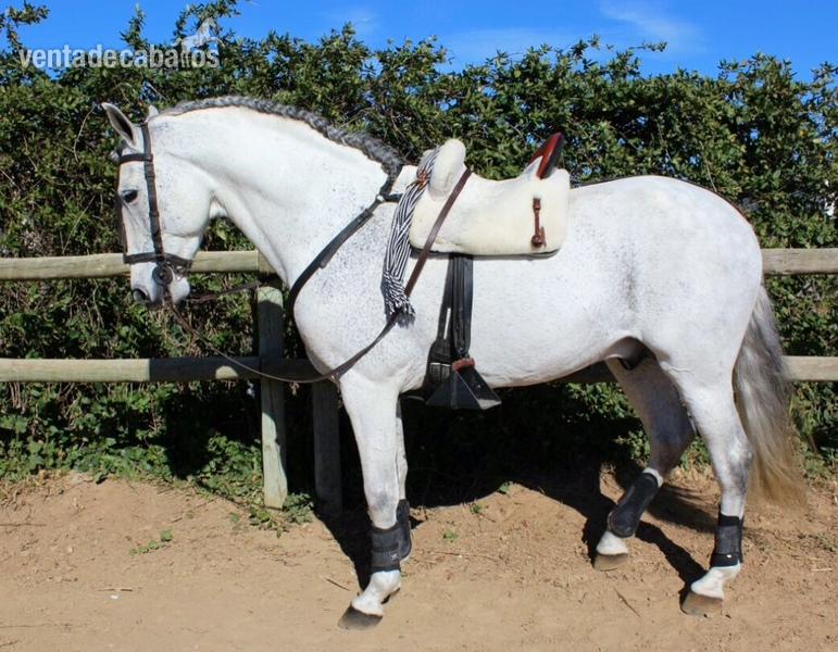 Se vende hispano-árabe excepcional - Caballo Hispano Árabe Hispano-Arabe
