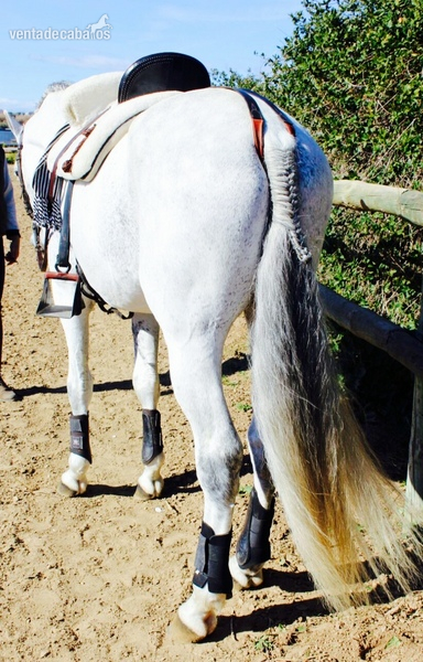 Se vende hispano-árabe excepcional - Hispano-Arabe