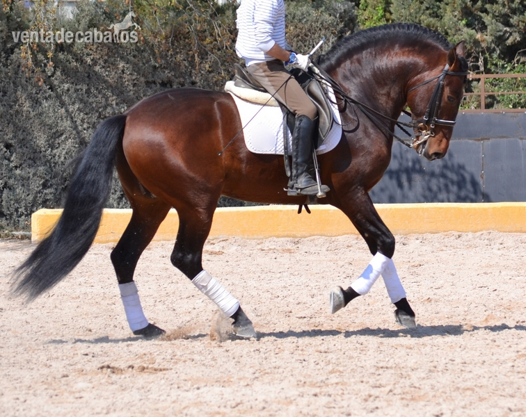 caballo PRE doma clasica in 