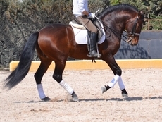 caballo PRE doma clasica