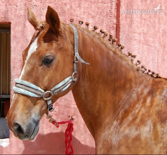 Caballos Capados KWPN - kwpn en venta