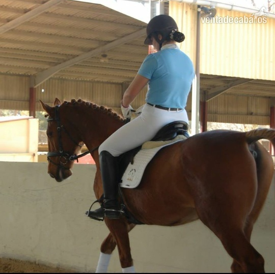 kwpn en venta - Caballos Capados KWPN