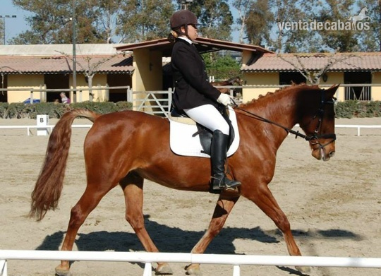 kwpn en venta - Caballos Capados