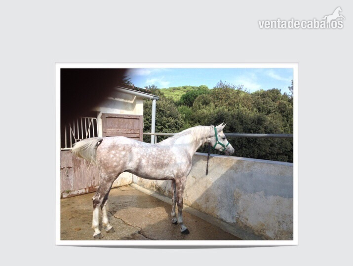 Precioso caballo árabe in 