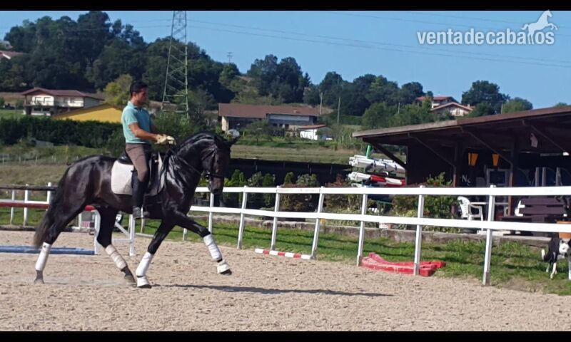 Pura Raza Española {TYPE}