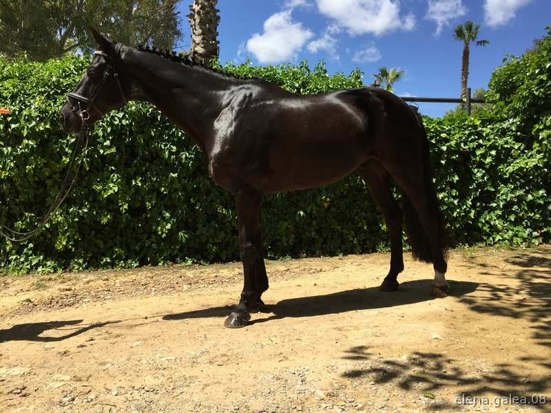 Caballo de salto in 