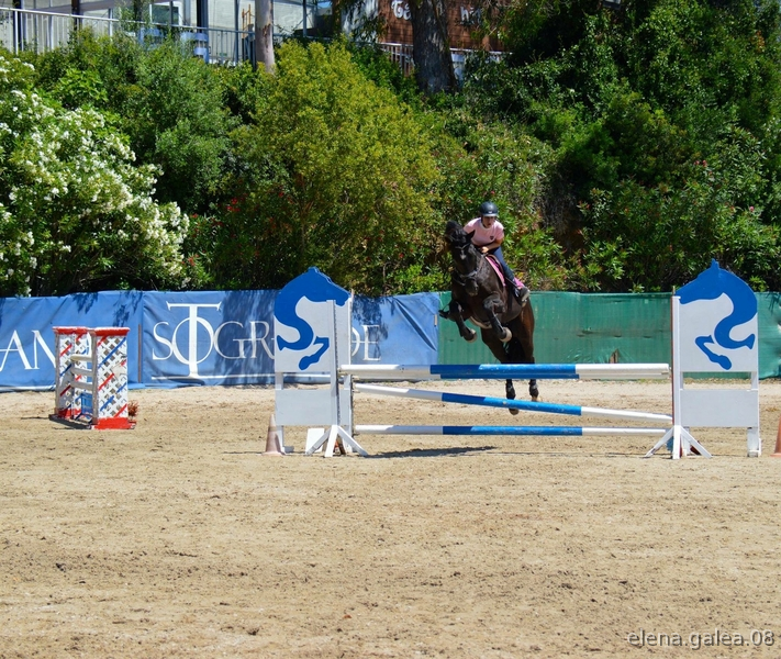 Caballos Capados Para mas info. póngase en contacto conmigo. - Caballo de salto