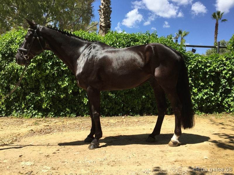 Caballo de salto - Caballos Capados Para mas info. póngase en contacto conmigo.