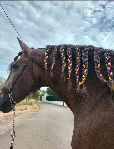 Caballos Pura Raza Española (P.R.E.) Pre  - Plaza de armas