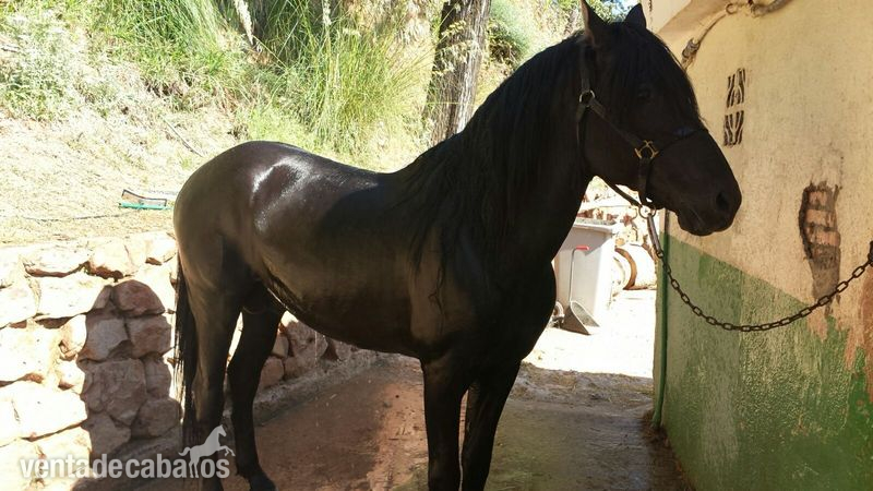Vendo Caballo PRE  in 