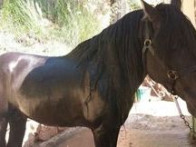 Vendo Caballo PRE