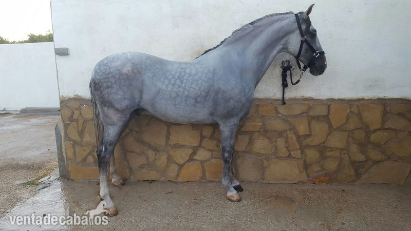 Se vende caballo pre  in 