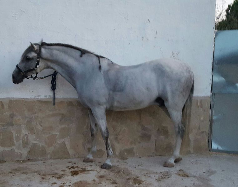 Pura Raza Española