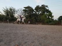 Se vende caballo pre 