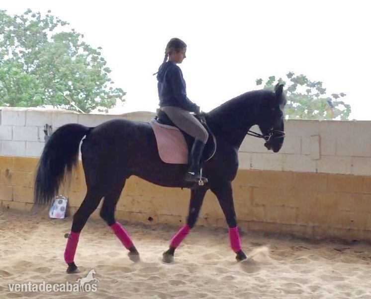 TROTON FRANCES EN VENTA in 